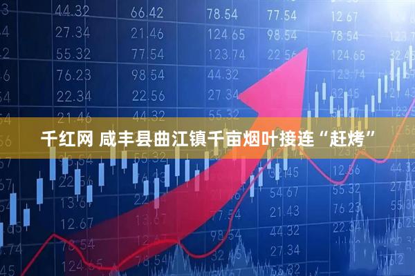 千红网 咸丰县曲江镇千亩烟叶接连“赶烤”